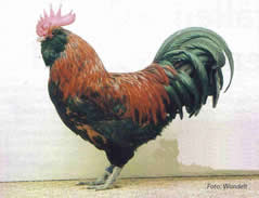 Thüringer Barthühner  